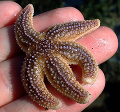 starfish