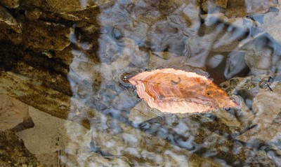 Leaf in a Stream